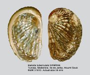 Haliotis tuberculata lamellosa (29)